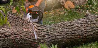 Best Tree Risk Assessment  in Kohler, WI