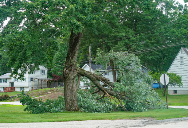 Best Stump Grinding and Removal  in Kohler, WI