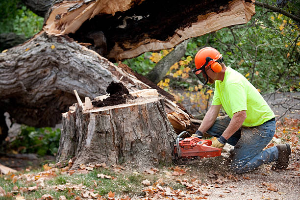 Best Hazardous Tree Removal  in Kohler, WI