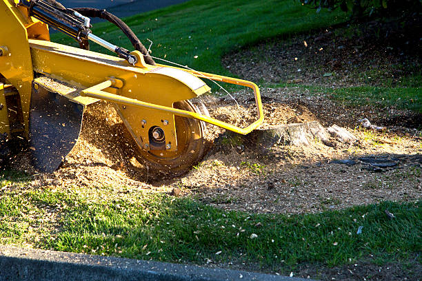 Best Tree Mulching Services  in Kohler, WI