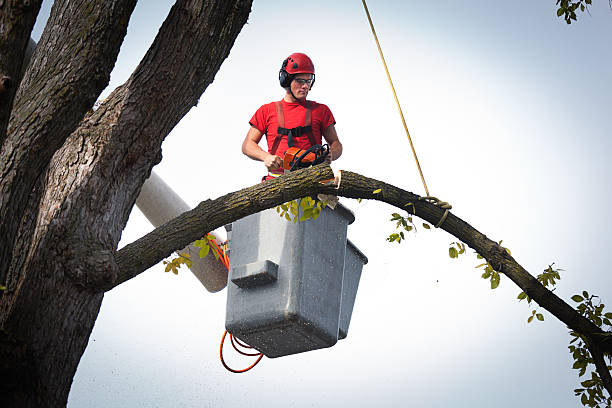 Best Palm Tree Trimming  in Kohler, WI